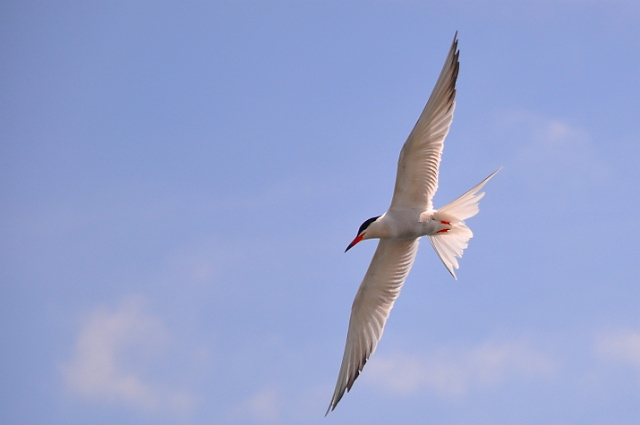 Holiday Dorset_9676_edited-1.jpg - COMMON TERN - BROWNSEA ISLAND & POOLE HARBOUR, DORSET